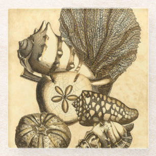 Neutrale Muscheln und korallenrote Sammlung Glasuntersetzer