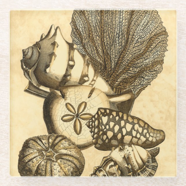 Neutrale Muscheln und korallenrote Sammlung Glasuntersetzer (Vorderseite)