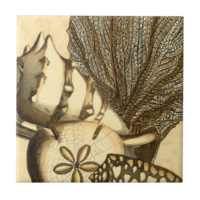 Neutrale Muscheln und Korallensammlung Fliese (Vorderseite)