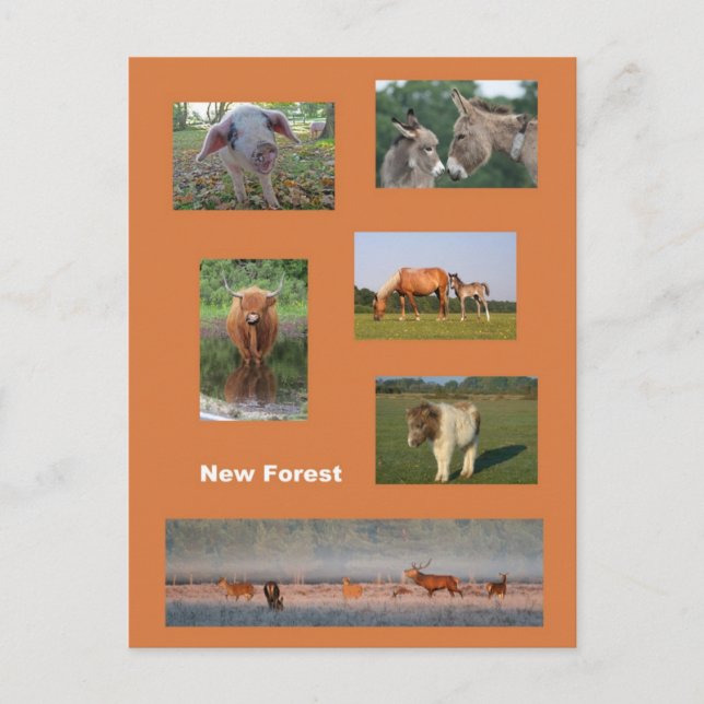 Neuwald Postkarte (Vorderseite)