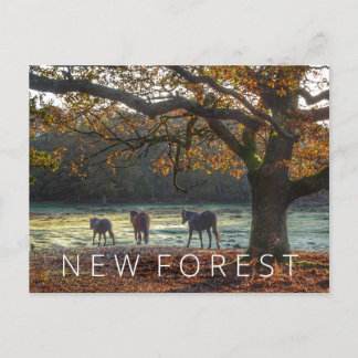 Neuwald Postkarte