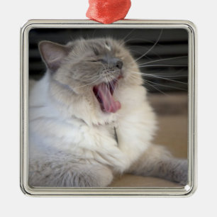Neva Masquerade-Katze gähnt Silbernes Ornament