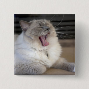 Neva Masquerade Katze gräbt Button