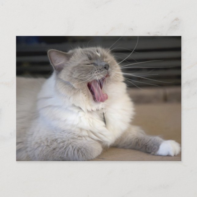 Neva Masquerade Katze gräbt Postkarte (Vorderseite)
