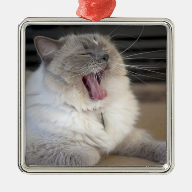 Neva Masquerade Katze gräbt Silbernes Ornament (Vorne)