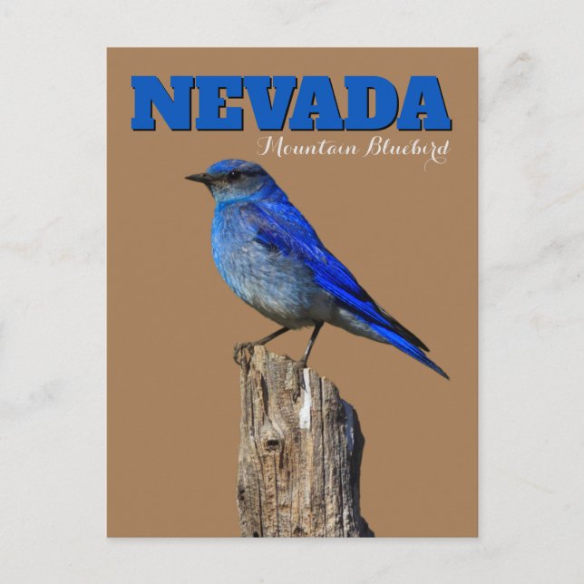 Nevada Bluebird Vertical Postkarte (Vorderseite)