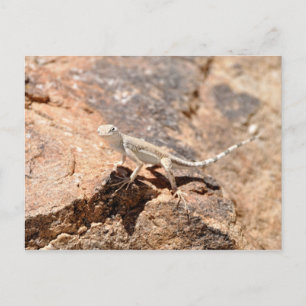 Nevada Lizard sieht dich an! Postkarte