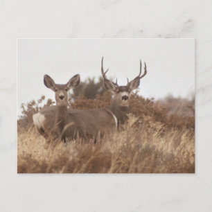 NEVADA MULE DEER POSTKARTE