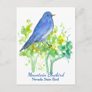 Nevada Staat Bird Mountain Bluebird Postkarte