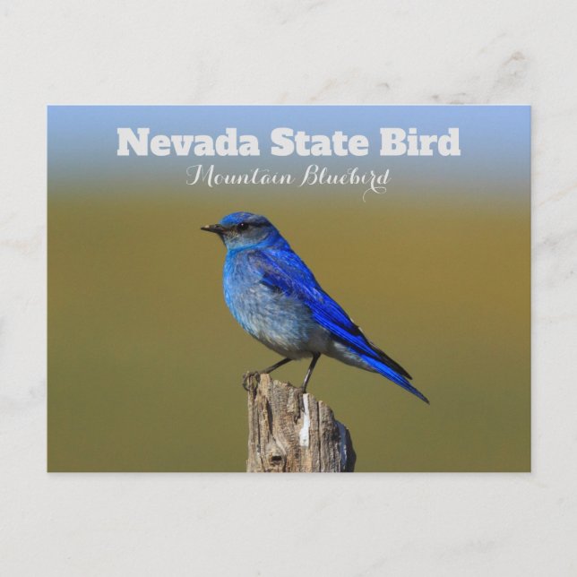 Nevada Staat Bird Postkarte (Vorderseite)
