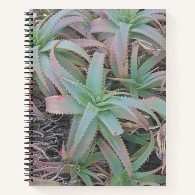 Nevada sukculi notizbuch (Vorderseite)