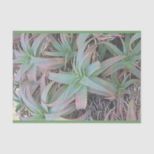 Nevada sukculi seidenpapier (Vorderseite)