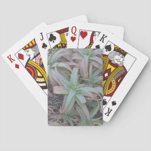 Nevada sukculi spielkarten