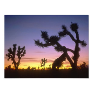 NEVADA. USA. Joshua-Bäume Yucca brevifolia) Fotodruck