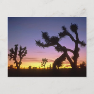 NEVADA. USA. Joshua-Bäume Yucca brevifolia) Postkarte