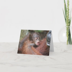 New Baby Orangutan, Sohn von Akmad Karte