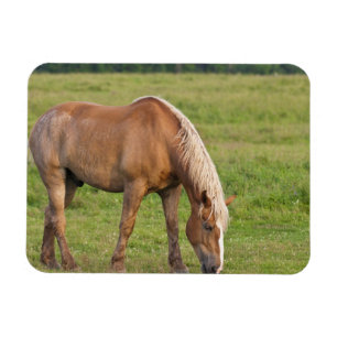 New Brunswick, Kanada. Pferd auf Feld. Magnet