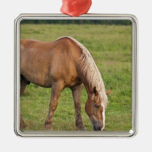 New Brunswick, Kanada. Pferd auf Feld. Ornament Aus Metall