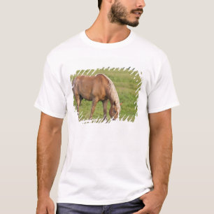 New Brunswick, Kanada. Pferd auf Feld. T-Shirt