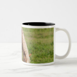 New Brunswick, Kanada. Pferd auf Feld. Zweifarbige Tasse