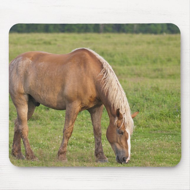 New Brunswick, Kanada. Pferd im Feld. Mousepad (Vorne)