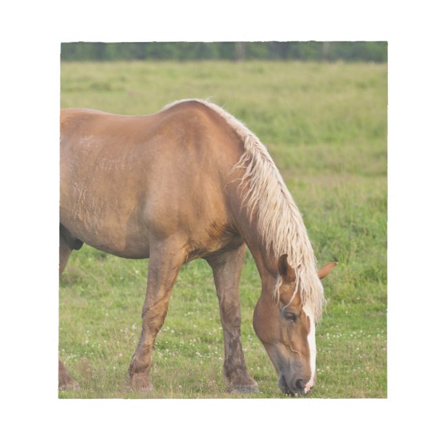 New Brunswick, Kanada. Pferd im Feld. Notizblock (Vorderseite)