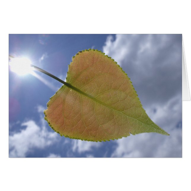 New Cottonwood Leaf (Vorderseite (Horizontal))