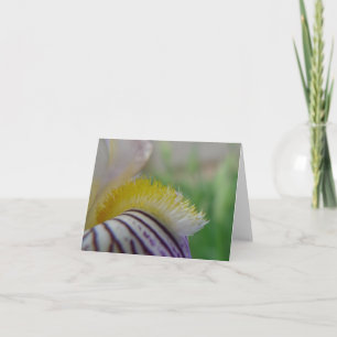 New Day Gardens Notecard- Closeup Historic Iris Karte