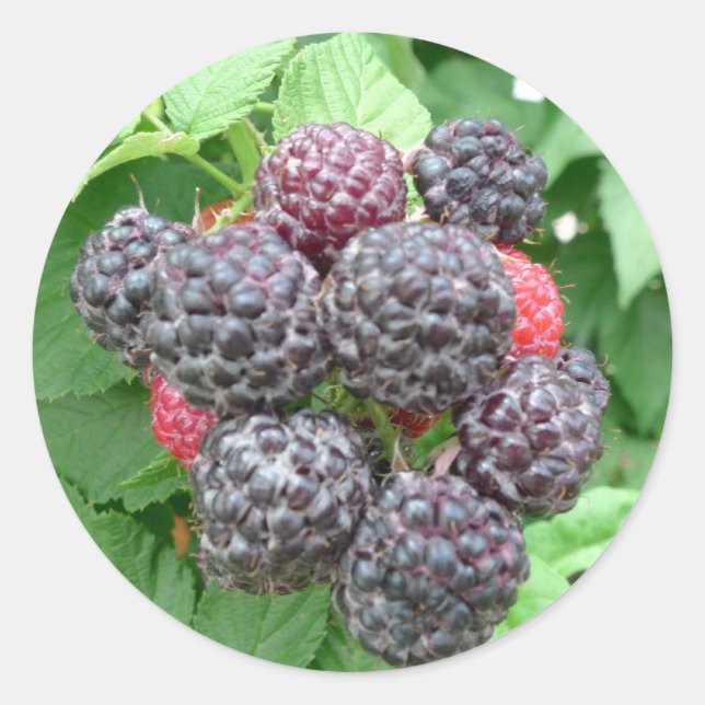 New Day Gardens Sticker- Schwarze Himbeeren Runder Aufkleber (Vorderseite)