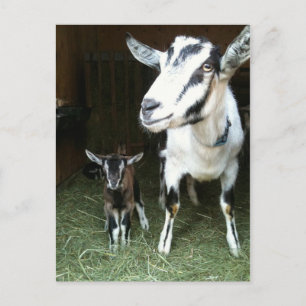 New Doeling with Mom Goat Postcard Postkarte