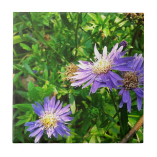 New England Asters Fliese
