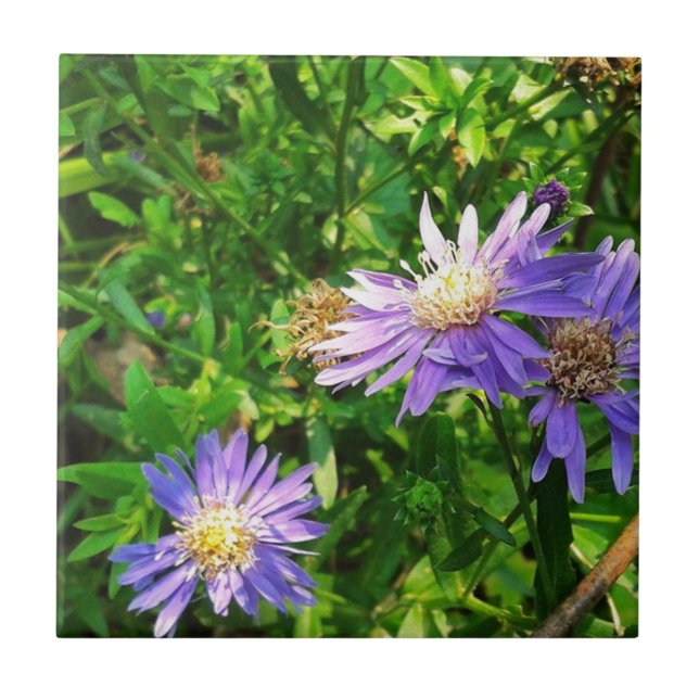 New England Asters Fliese (Vorderseite)