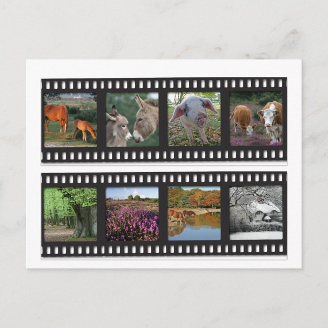 New Forest filmstrip Postkarte (Vorderseite)