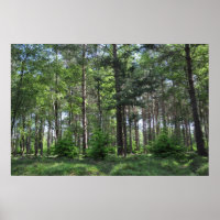 New Forest Landscape England