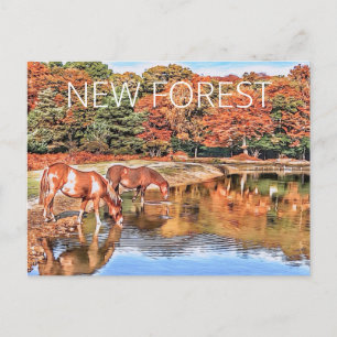 New Forest Ponies Postkarte