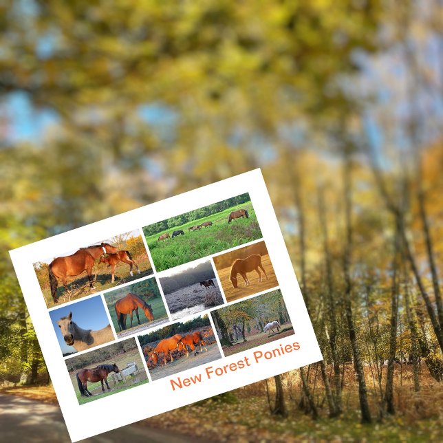 New Forest Ponies Postkarte (Von Creator hochgeladen)