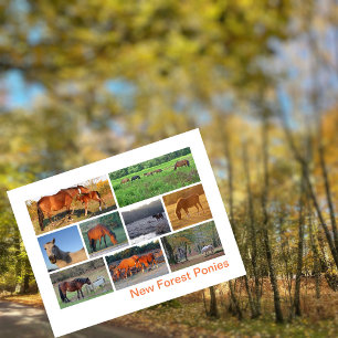 New Forest Ponies Postkarte