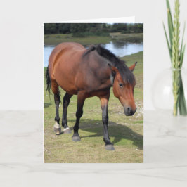 New Forest Pony Blank Karte