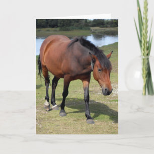 New Forest Pony Blank Karte