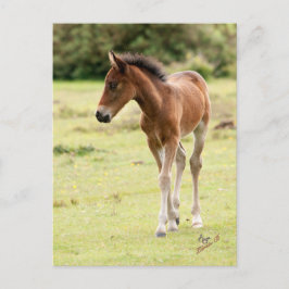 New Forest Pony Foal Postkarte