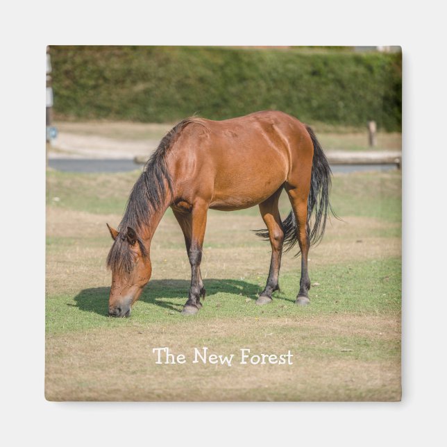 New Forest Pony Magnet (Vorne)