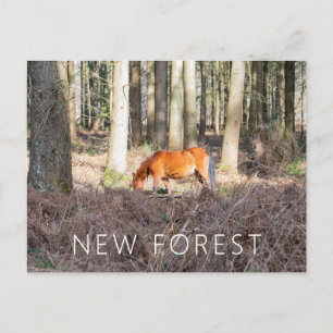 New Forest Pony Postkarte