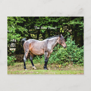 New Forest Pony Postkarte