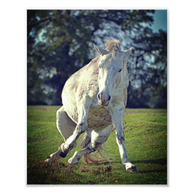 New Forest White Pony Funny Pose Fotodruck (Vorne)