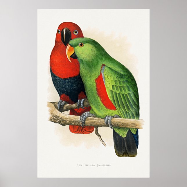New Guinea Eclectus, parrots, Poster (Vorne)