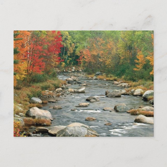 New Hampshire Fall Postkarte (Vorderseite)