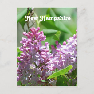 New Hampshire Lilacs Postkarte