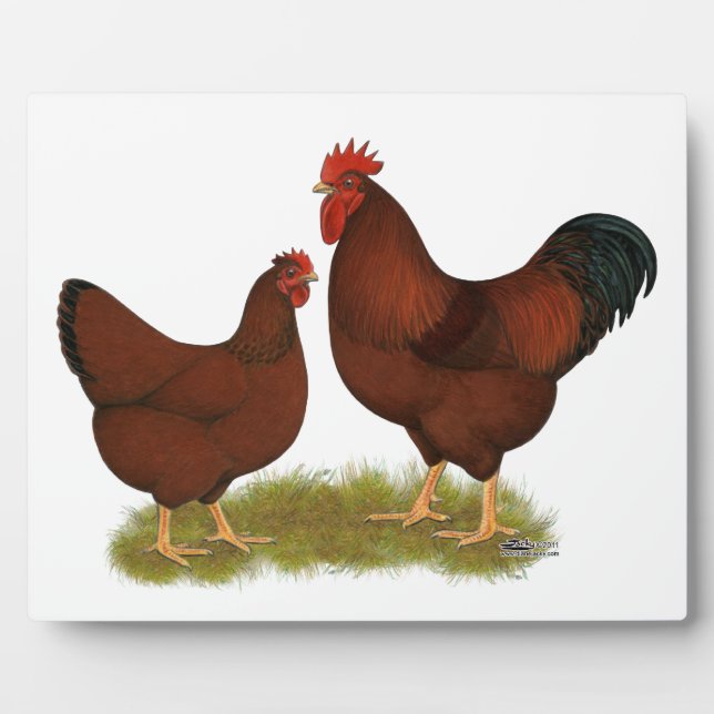 New Hampshire Reds Fotoplatte (Vorderseite)