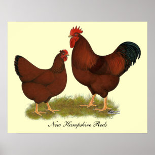 New Hampshire Reds Poster