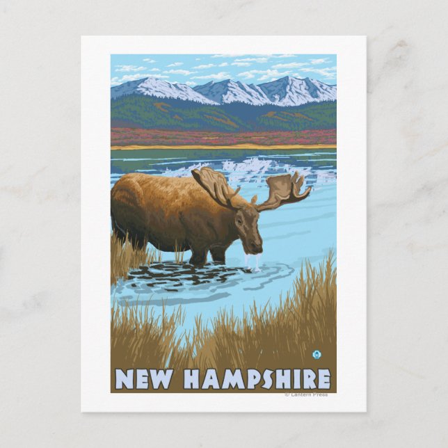 New HampshireMoose Drink im See Postkarte (Vorderseite)